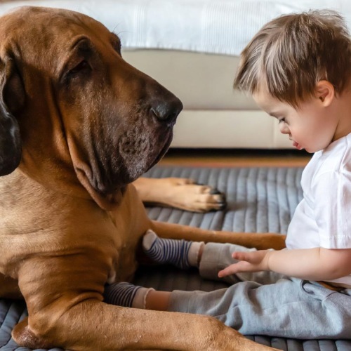 We welcome your pet family a child and a dog